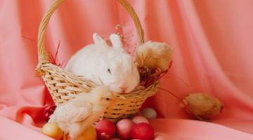 Photo of a rabbit and chick in a basket with Easter eggs