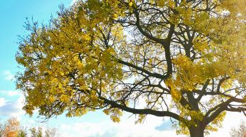 Tree in a park