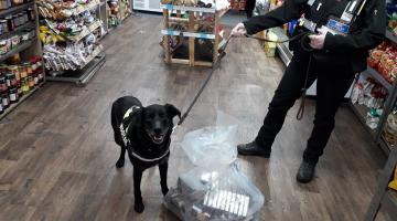 Wagtail sniffer dog with seized tobacco