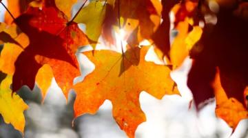 Image of autumn leaves