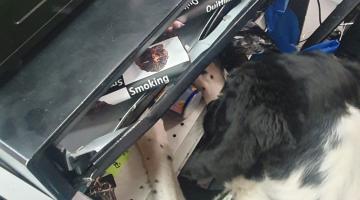 Sniffer dog searching in shop