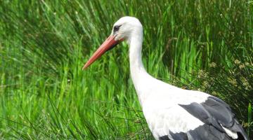 White Stork
