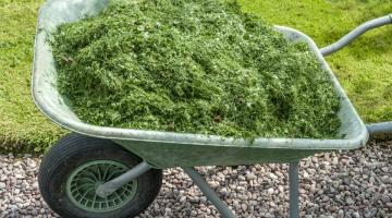 Wheelbarrow of grass cuttings