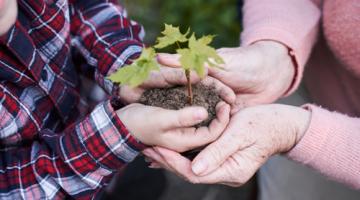 Image of hands holding a plant