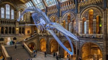 Natural History Museum