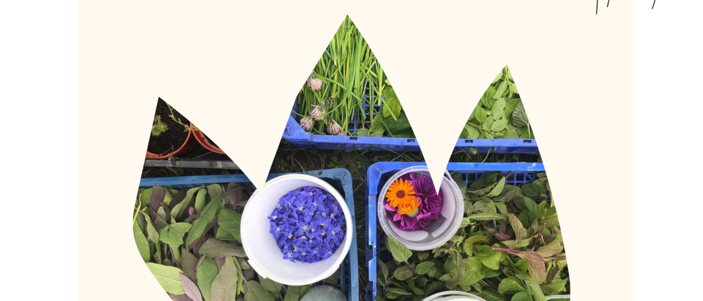 Herbal Wellbeing Growing  Series