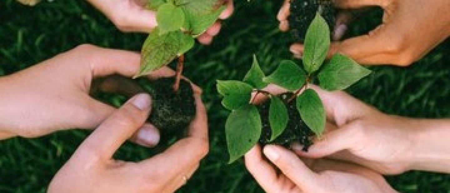 Group of people's hands holding plant