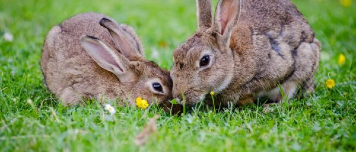 Two rabbits are eating grass