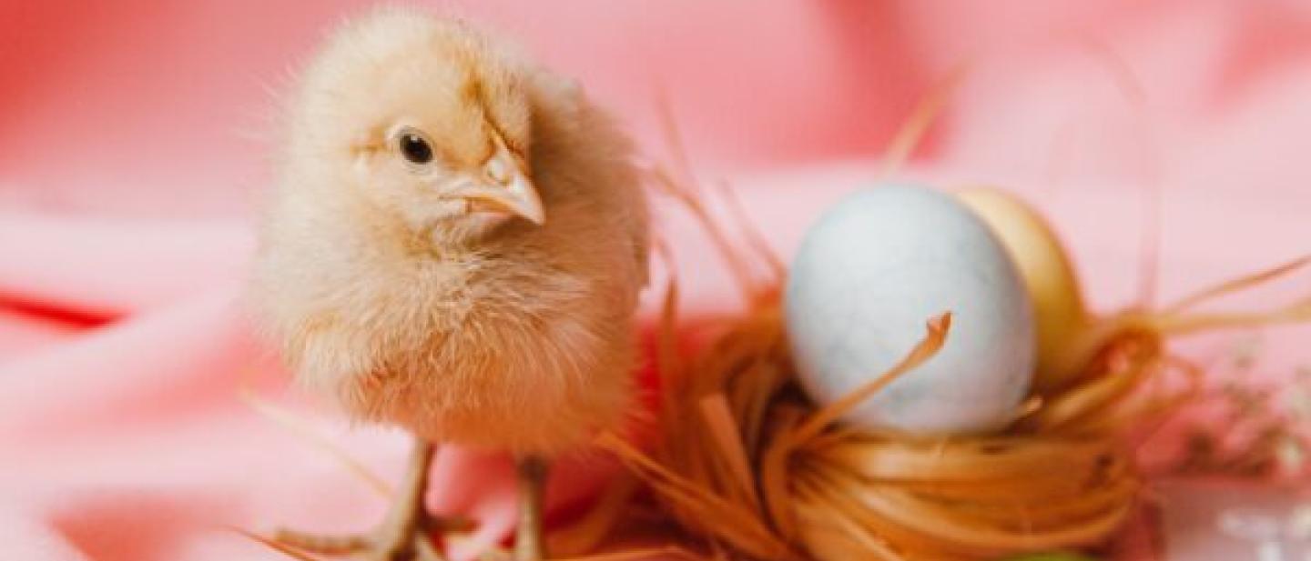 A chick standing next to an egg in a nest in front of a pink background