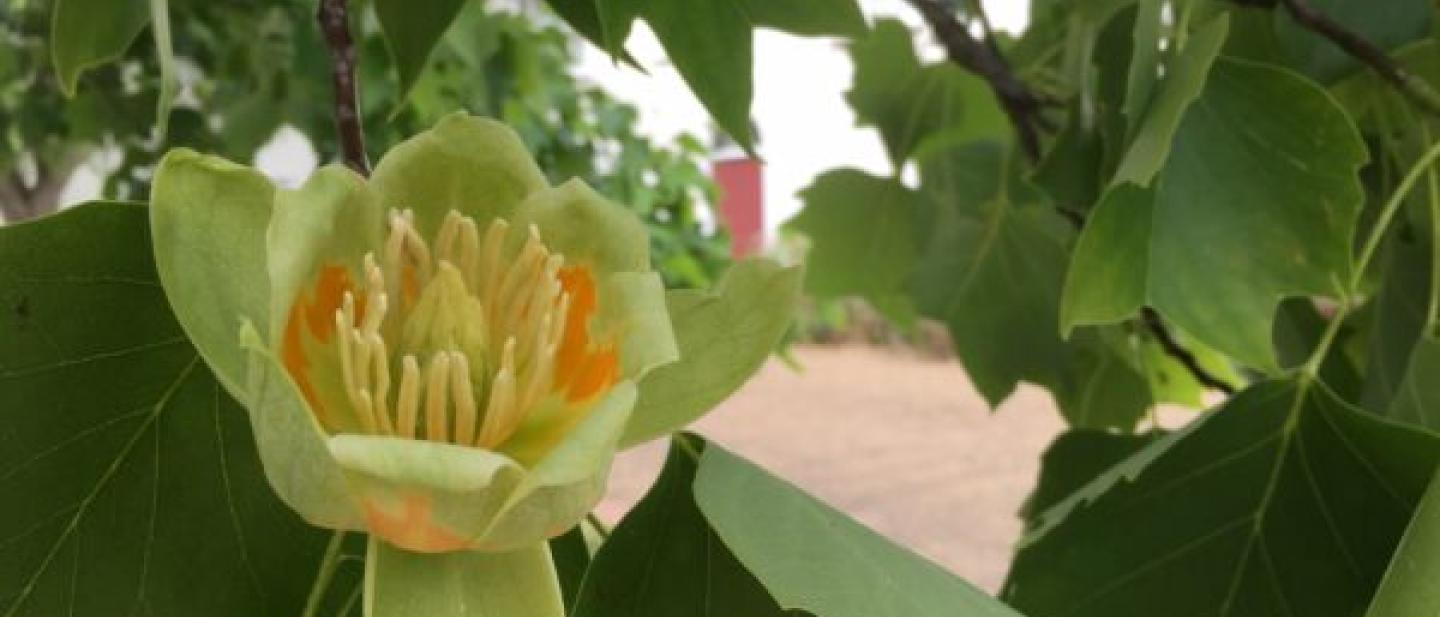 Image of a flower with leaves around it. 