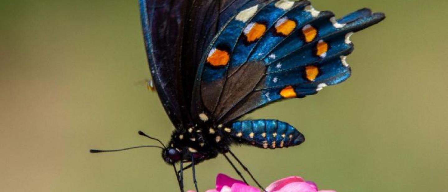 Image of a butterfly on a flower