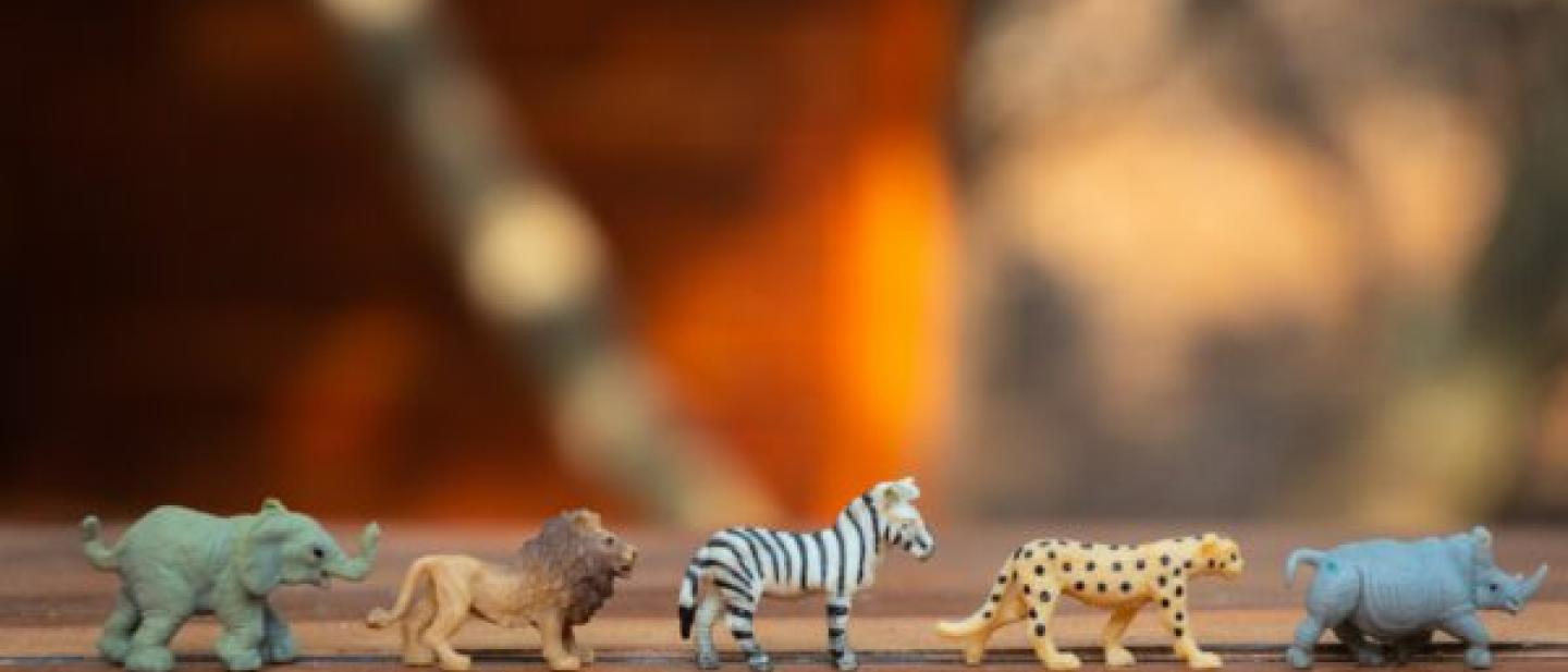 Image of 5 toy animals in a line on a table top