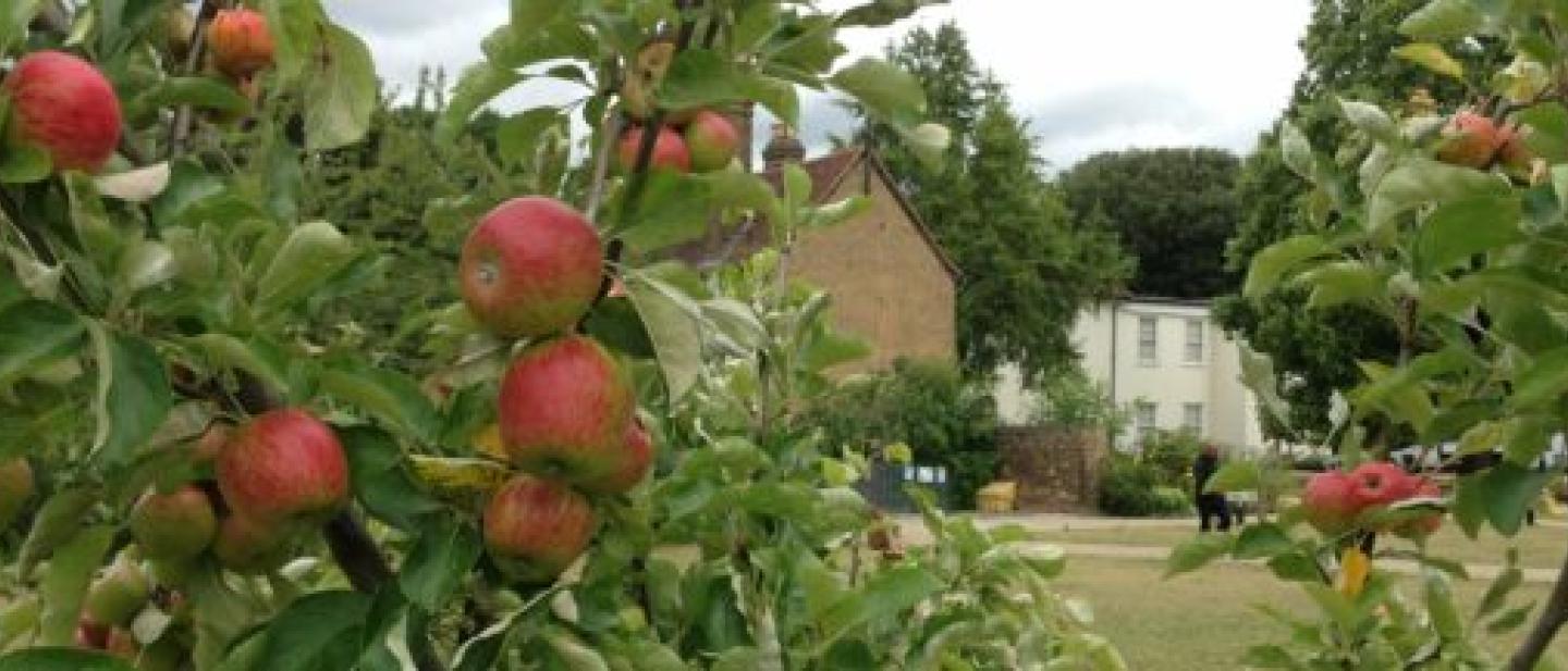 Images on apples growing on a tree