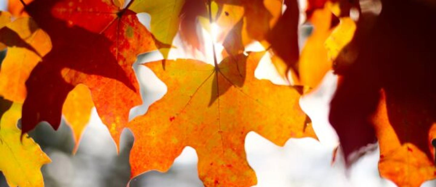 Image of autumn leaves