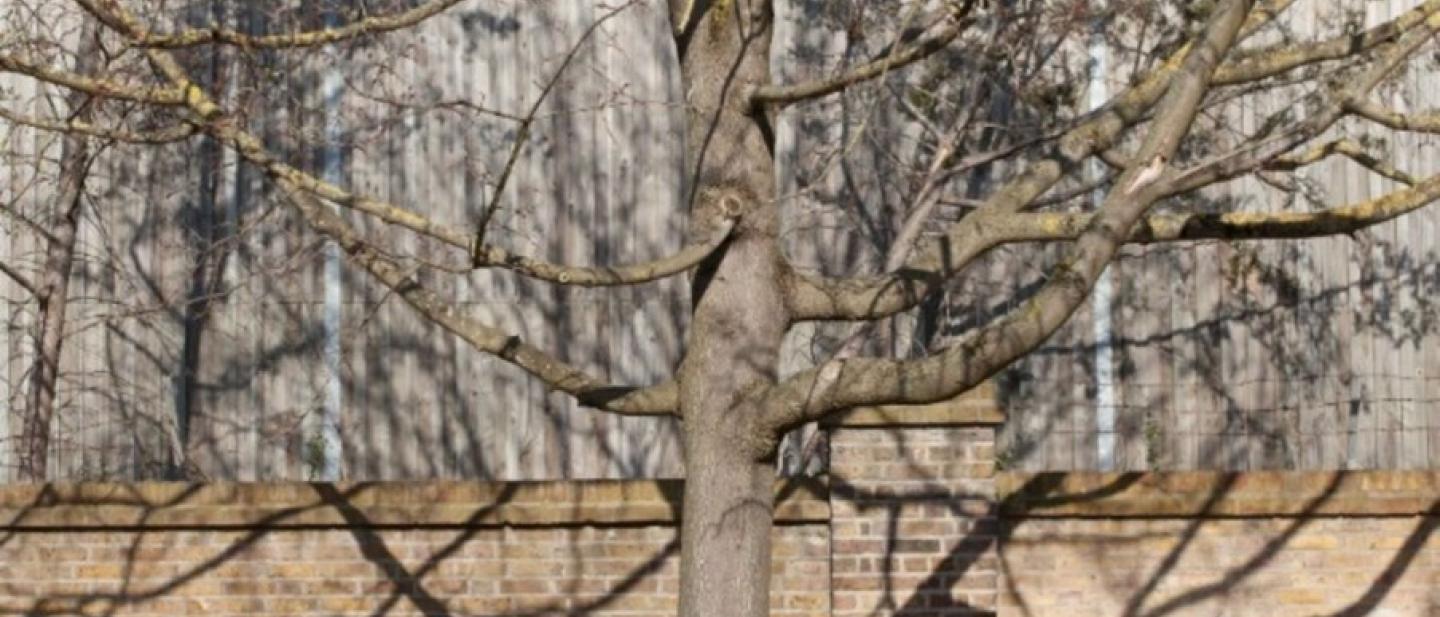 A large, bold tree in front of a house