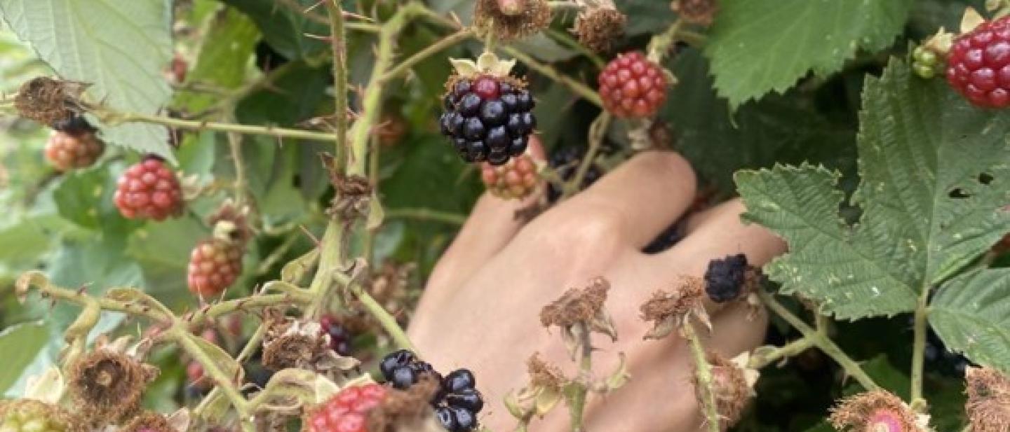 A hand picking blackberries