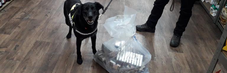 Wagtail sniffer dog with seized tobacco