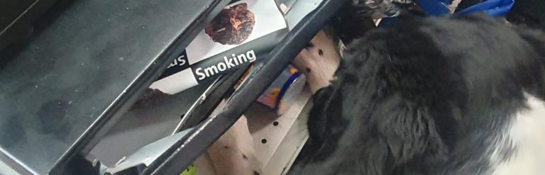 Sniffer dog searching in shop