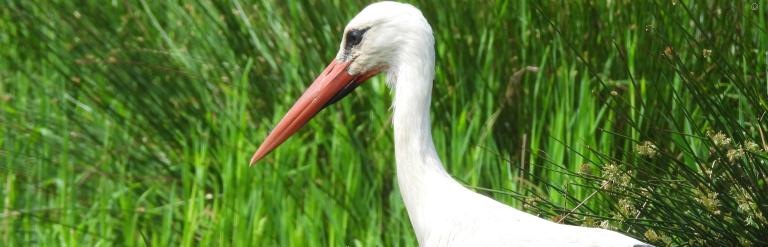 White Stork