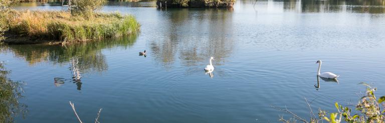 Swans swimming in a sunny lake in Eastbrookend Country Park