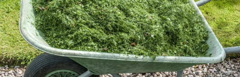 Wheelbarrow of grass cuttings