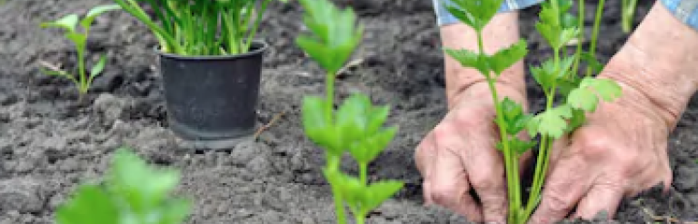 Hands doing some gardening