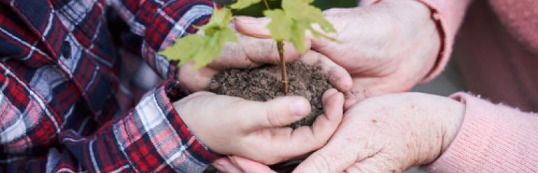 Image of hands holding a plant