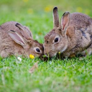 Two rabbits are eating grass