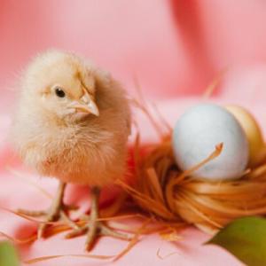 A chick standing next to an egg in a nest in front of a pink background