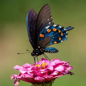 Image of a butterfly on a flower