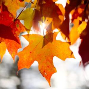 Image of autumn leaves