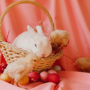 Photo of a rabbit and chick in a basket with Easter eggs