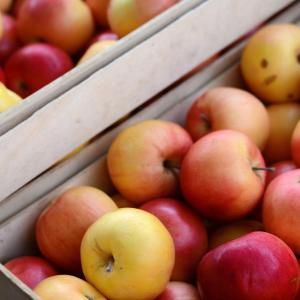Close up on boxes filled with apples