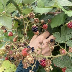 A hand picking blackberries